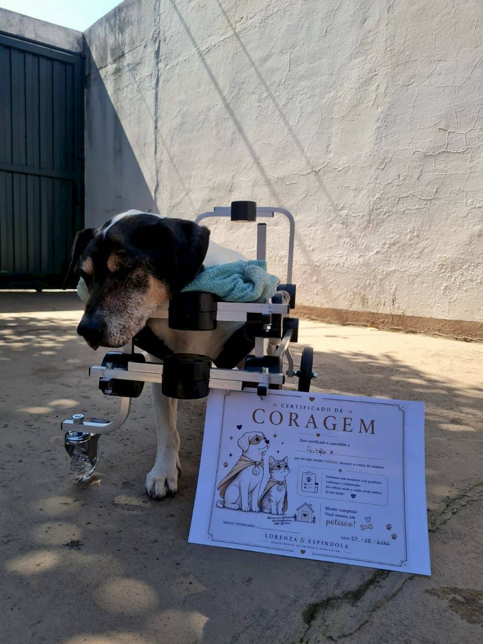 Cão idoso, preto e branco, em uma cadeira de rodas para as patas traseiras, ao lado do seu Certificado de Coragem pela coleta de exames