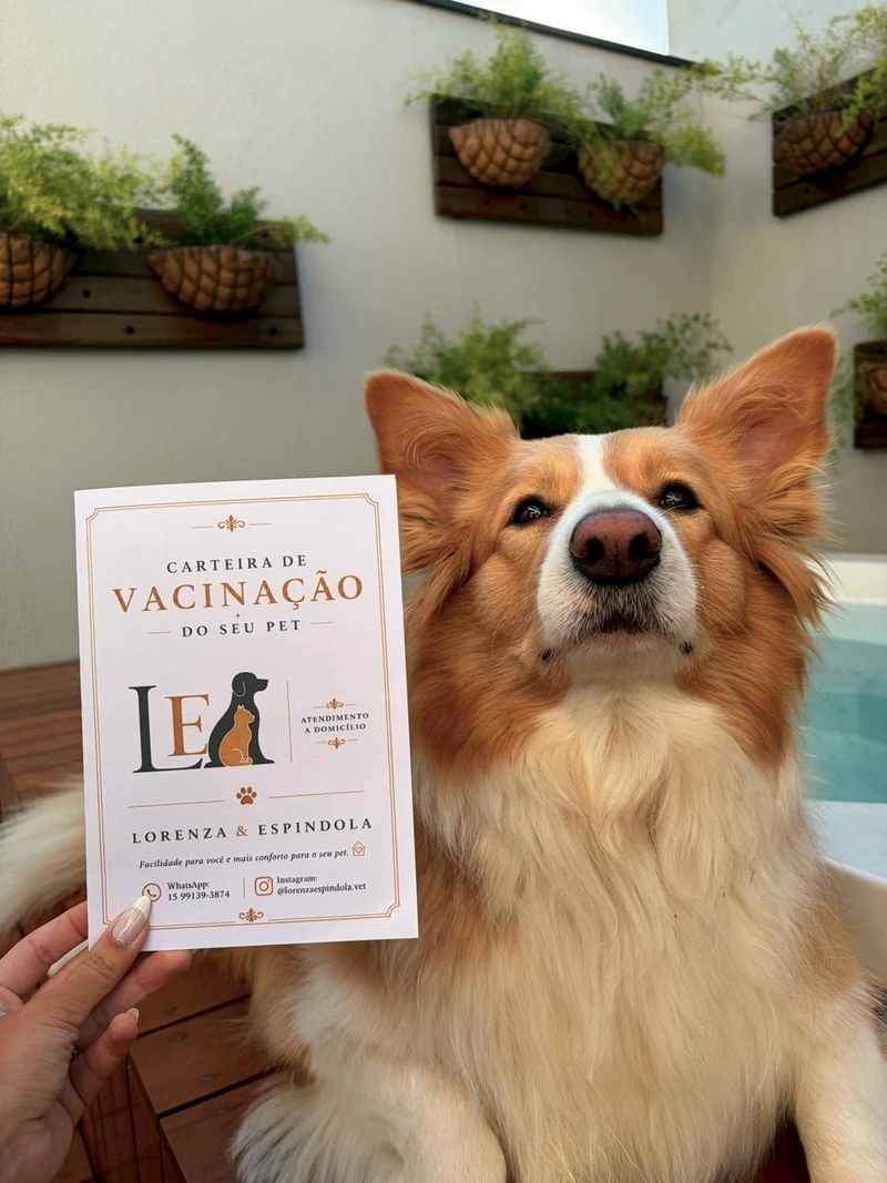 Cão de pelagem caramelo e branca olha para cima ao lado da carteira de vacinação Lorenza & Espíndola