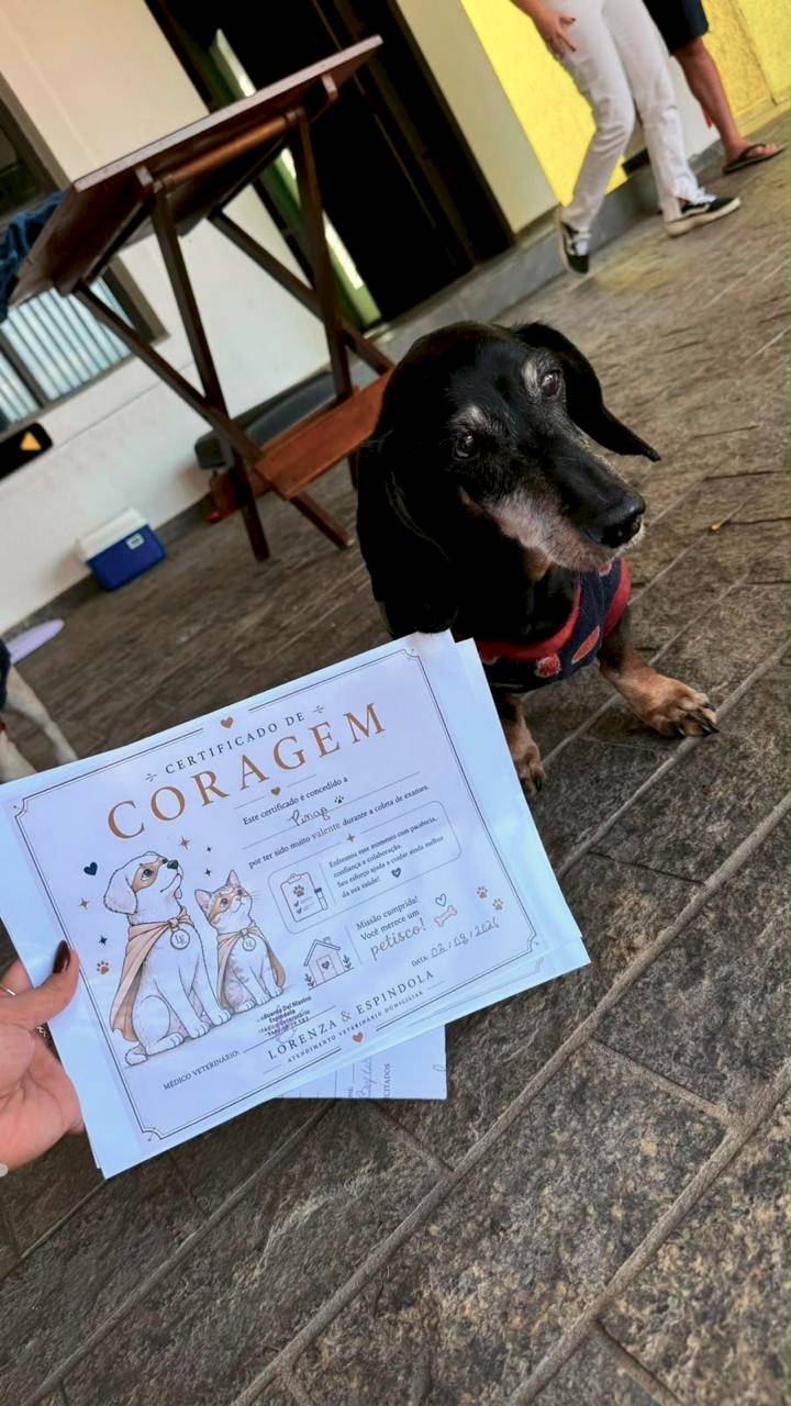 Dachshund idoso, de focinho grisalho, em pé na garagem ao lado do seu Certificado de Coragem pela coleta de exames