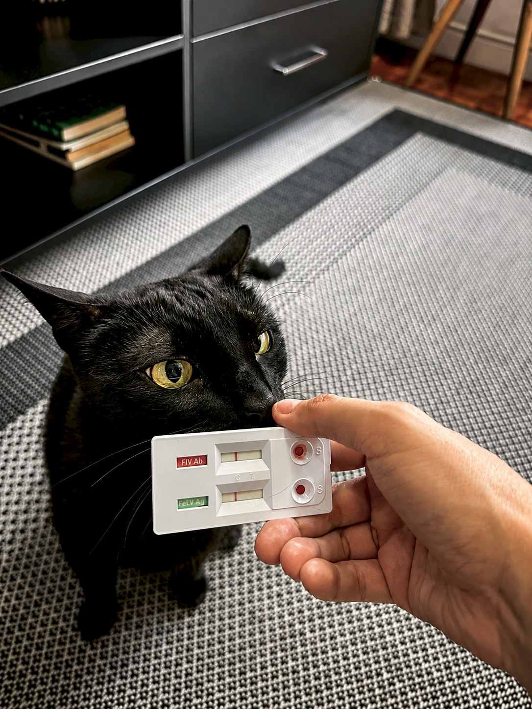 Um gato preto cheira o teste rápido que o veterinário segura na mão, sobre o tapete